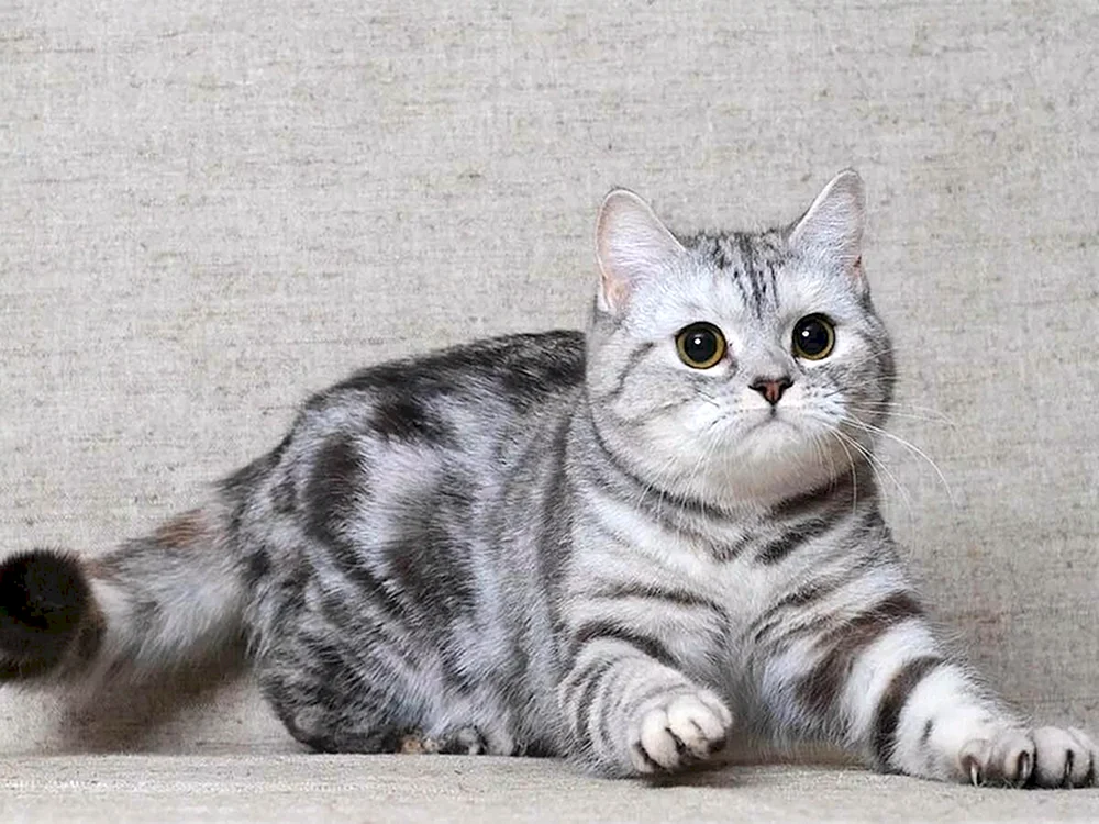 Schottische Scottish Scottish Straight Kitten gerade-ohrig grau