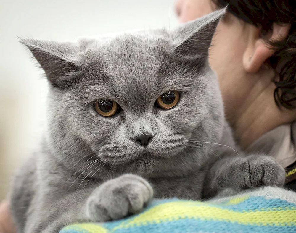 Britisch Kurzhaar Katze