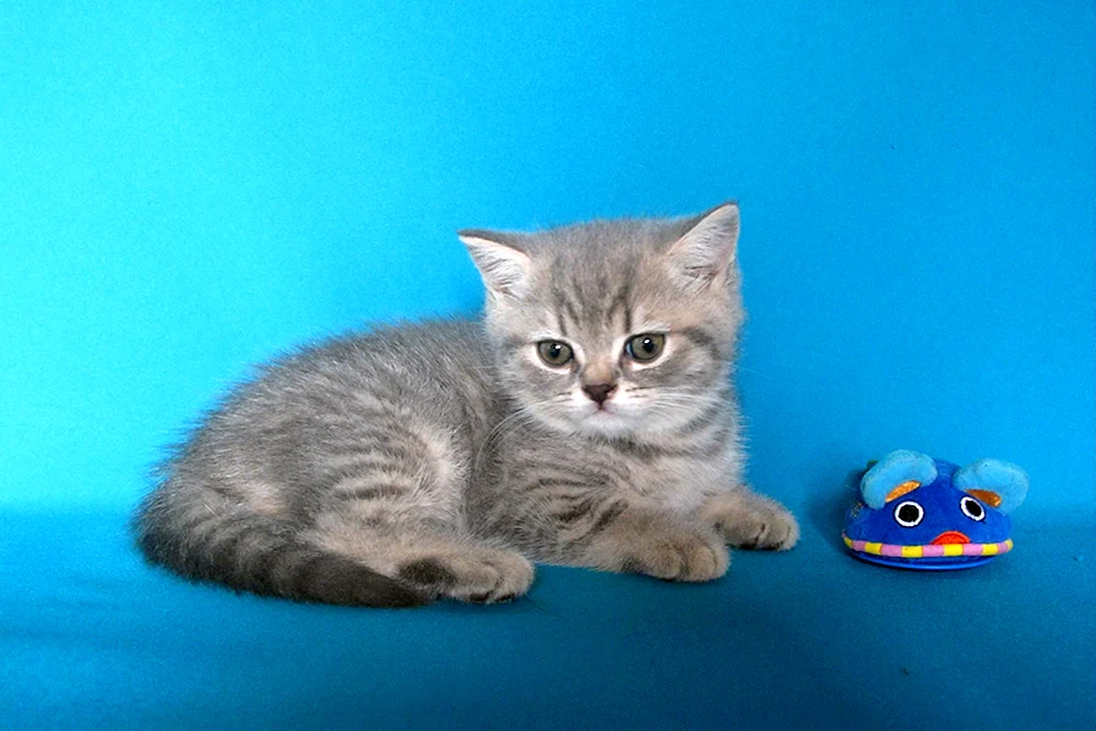 Britisch Kurzhaar Katze