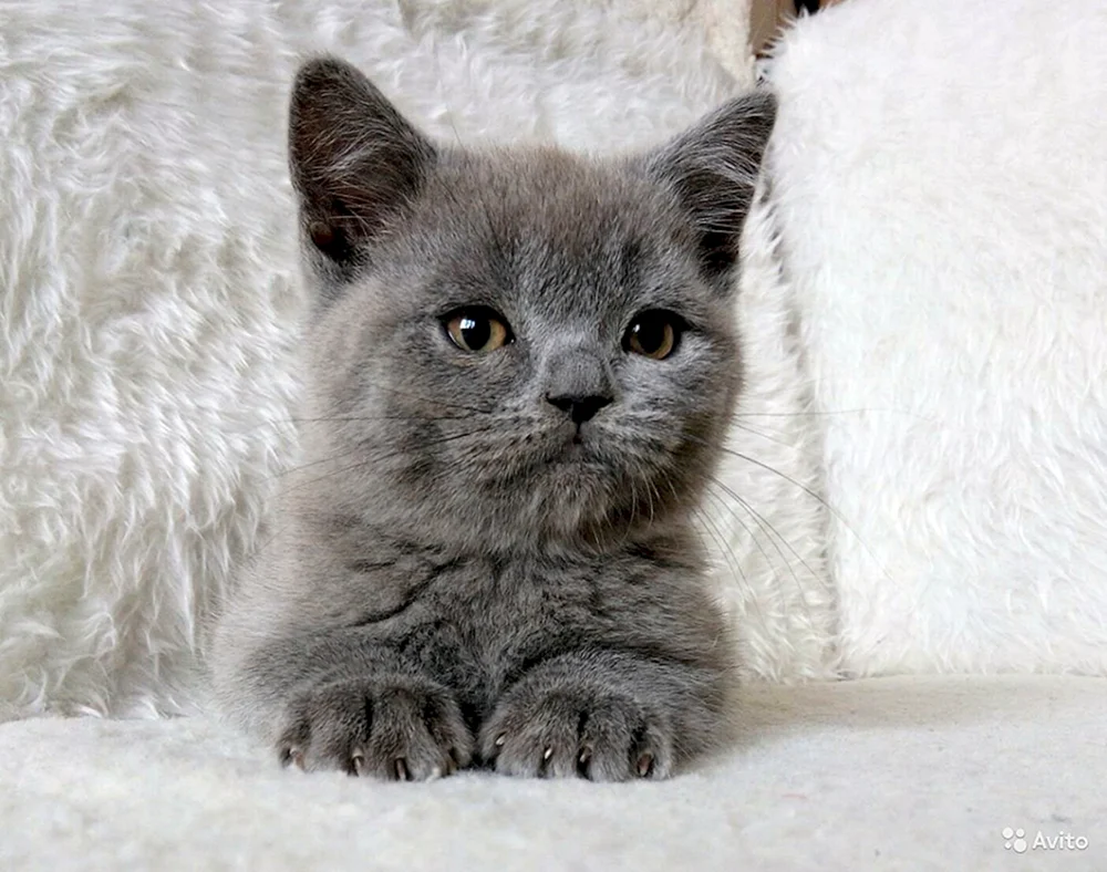 Schottische Scottish Straight Kitten gestreift