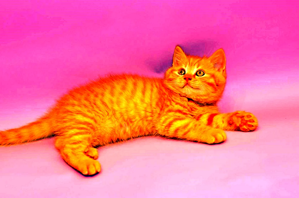 Schottische Lop Katze rot