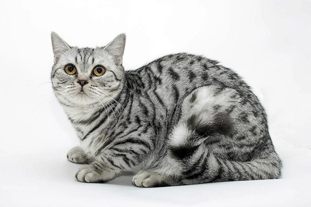 Schottisch Kurzhaar Katze tabby