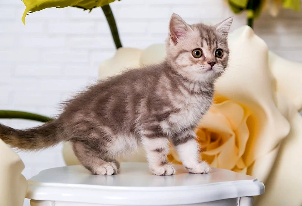Schottische schottische Kätzchen whiskas