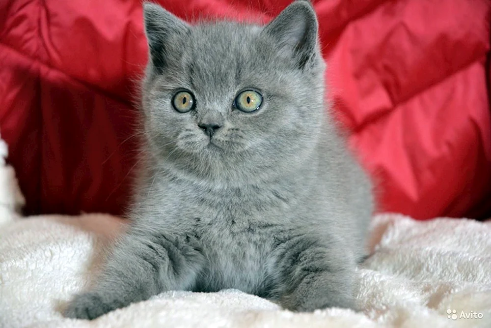 Britische gerade-ohrige Katze