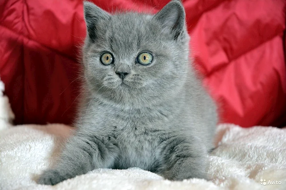 Schottisch Schottisch Straight Grey Katze
