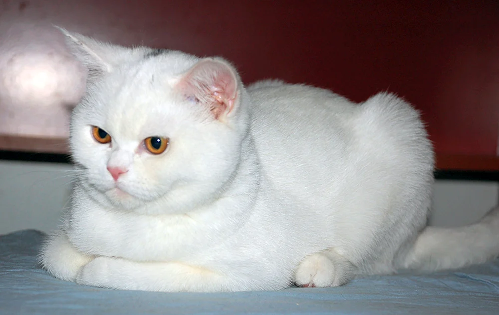 Schottische lop cat white