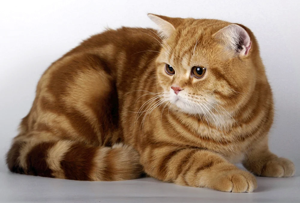 Schottische Katze gerade rot marmoriert