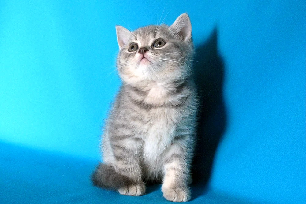 Schottische Scottish Straight Kitten