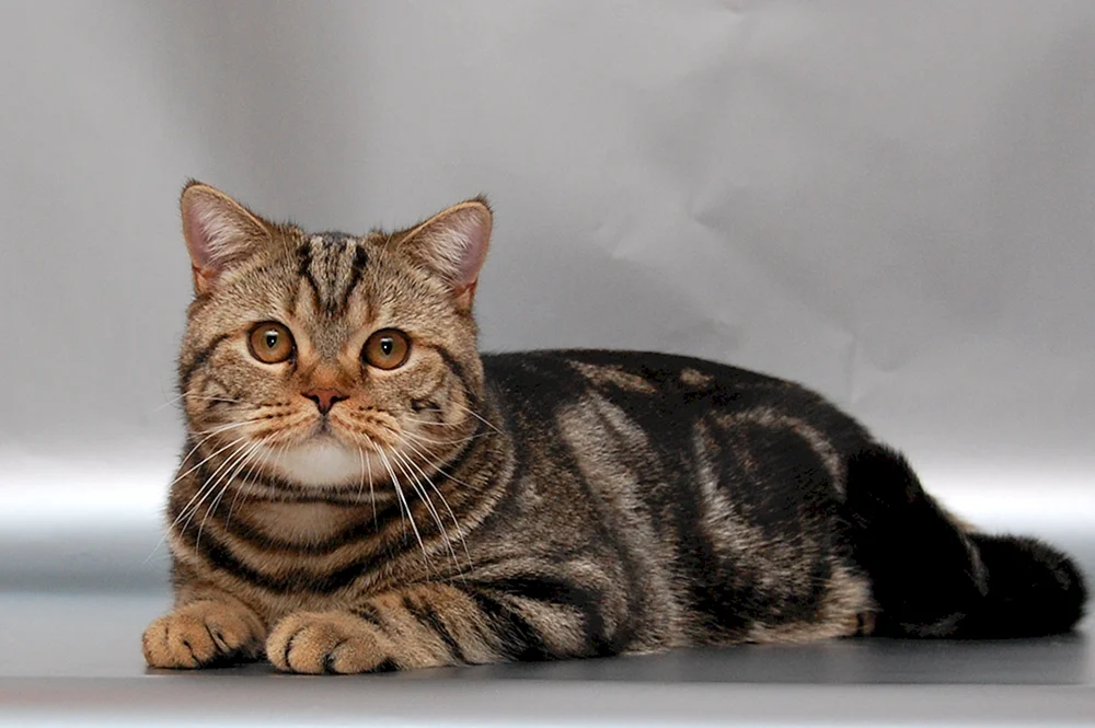 Makrele gestromt Katze