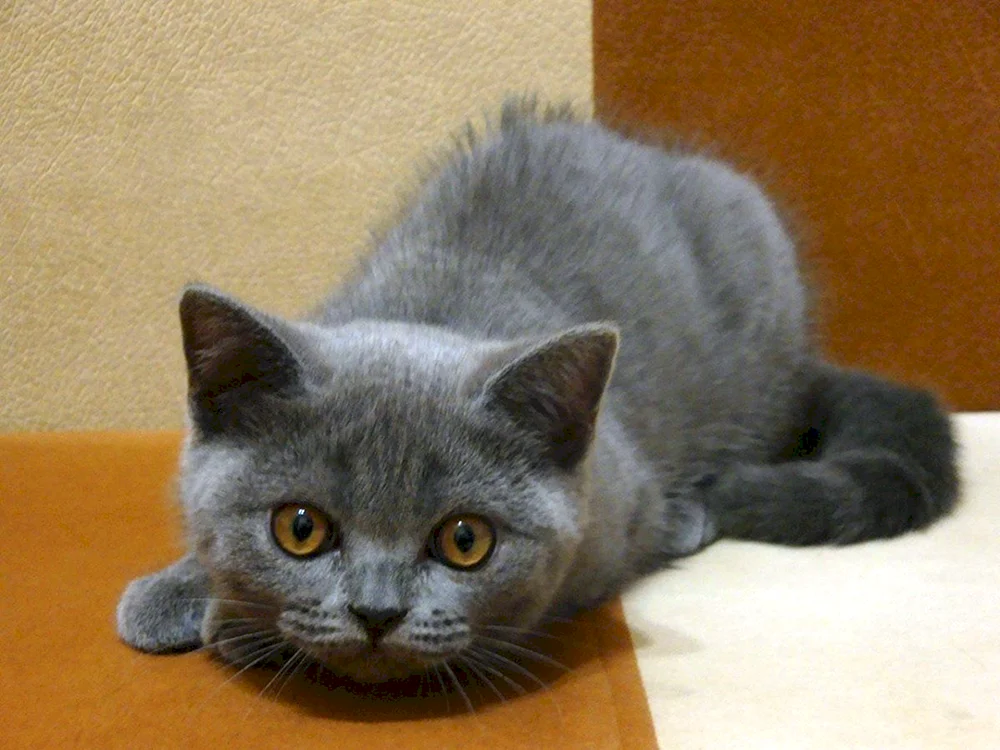 Schottische Katze geradeohrig grau