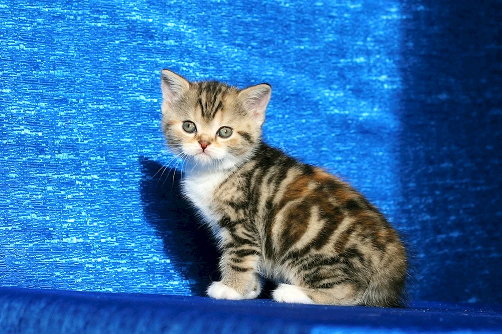 British Scottish Straight Kitten. Gerade schottische Gerade
