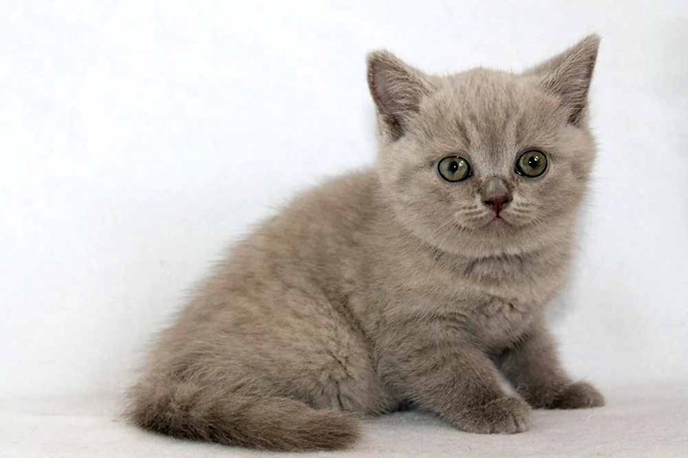 Schottisch Katze Schottisch mauve strate