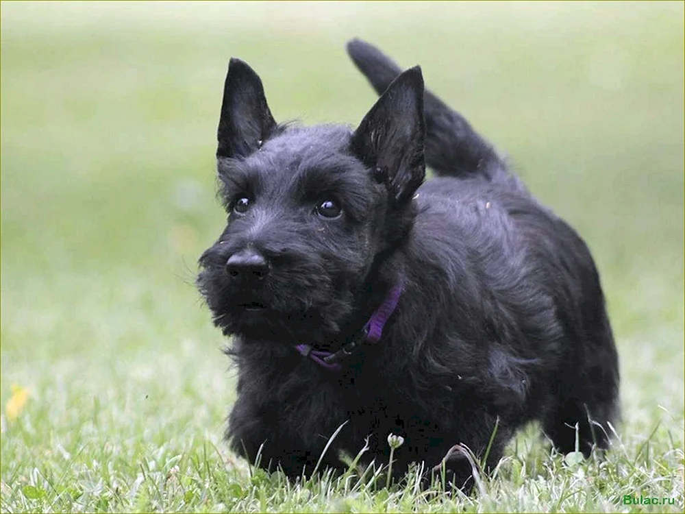 Scottish Terrier