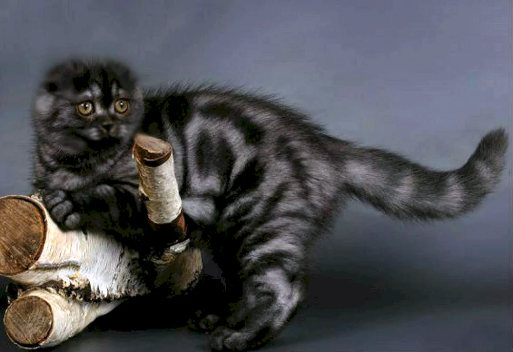 Scottish Fold Vizcas