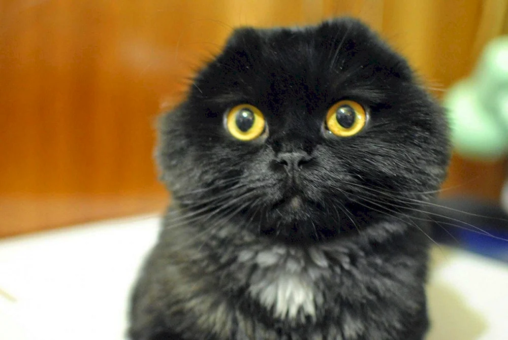 Schottische Meerkatze schwarz