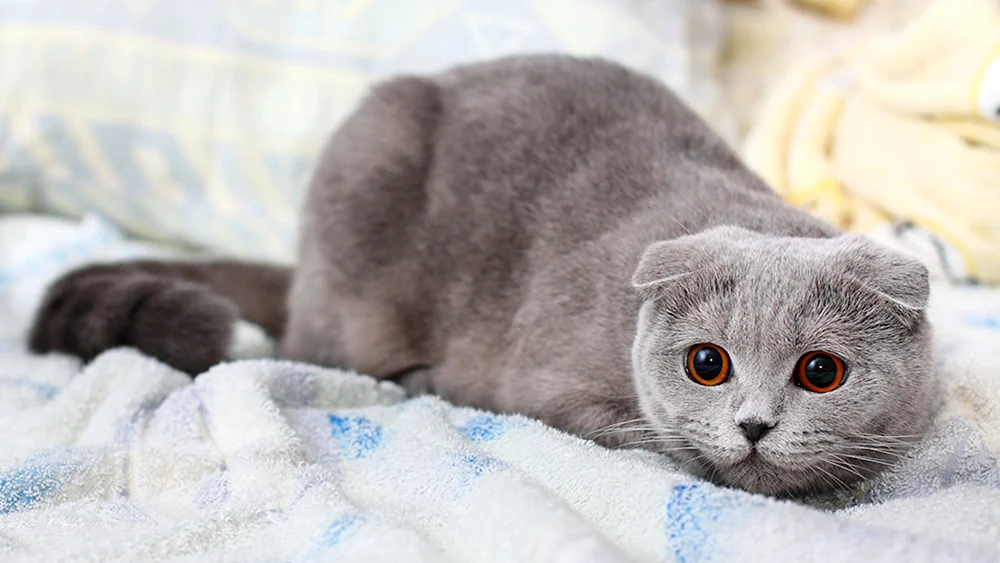 Schottische Fleckenkatze