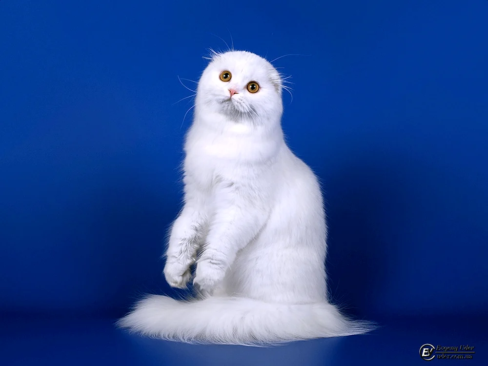 Schottische Langhaar Scottish Fold Katze