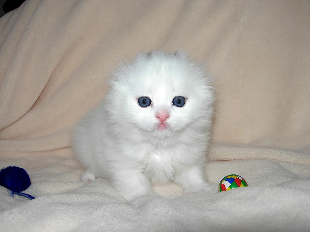 Scottish Fold Harlekin