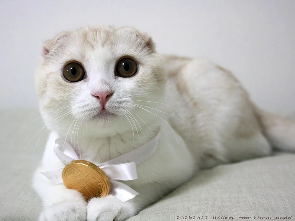 Scottish Fold bicolour