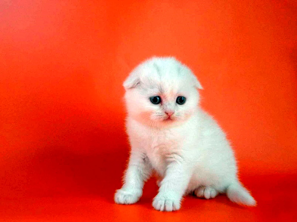 Schottische Lop Katze weiß