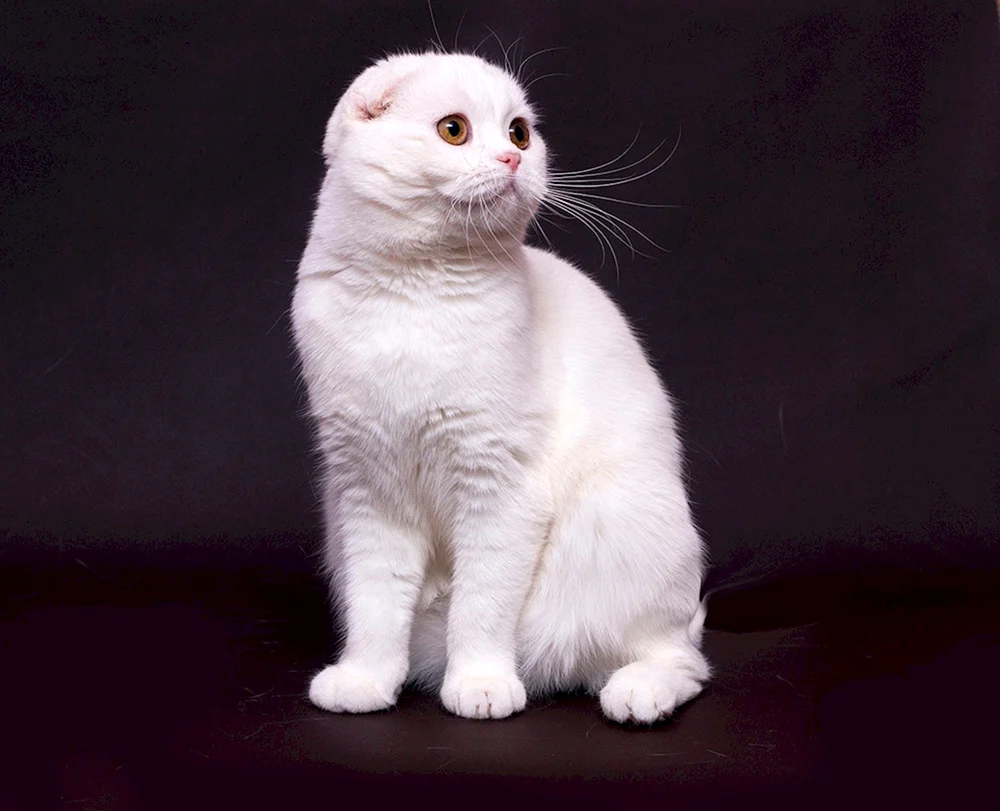 Schottische lop Katze weiß. Scottish Fold Scottish lop cat white