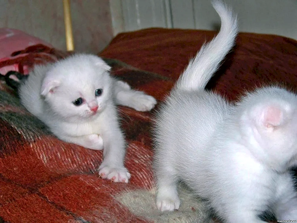 Schottische lop Katze weiß. lop cat white