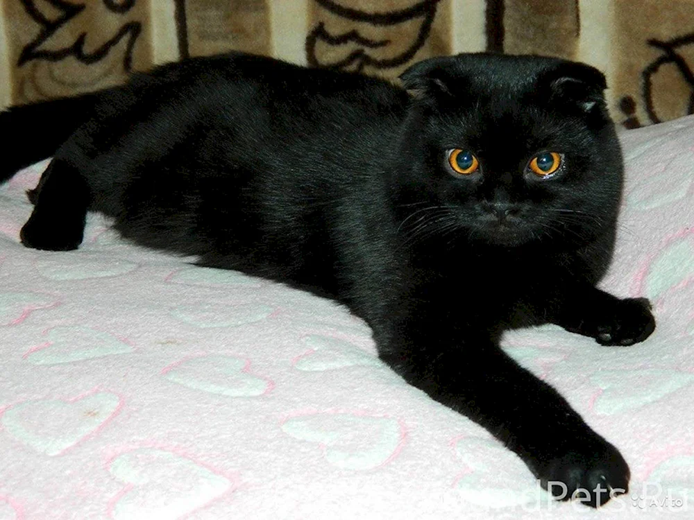 Schottische Schopfkatze schwarz