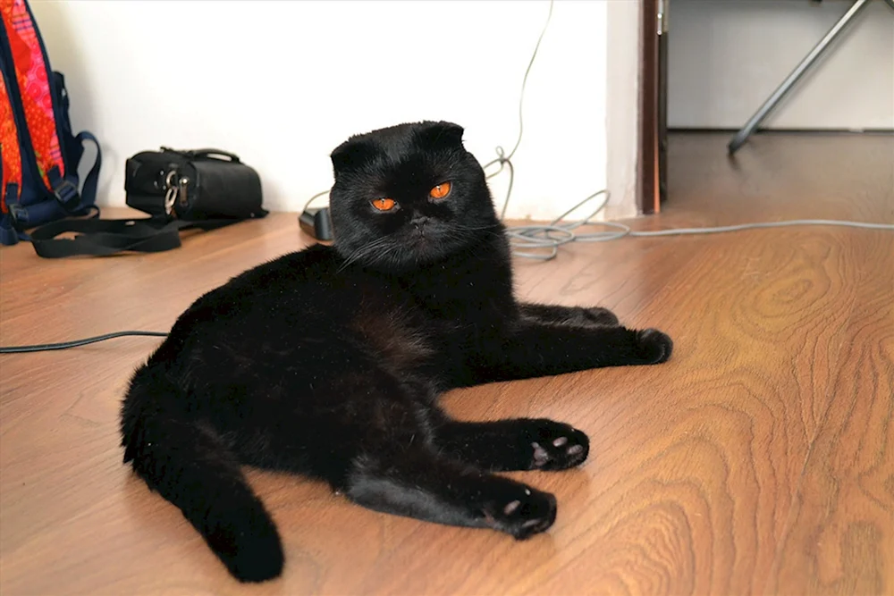 Scottish Scottish Scottish Fold schwarz