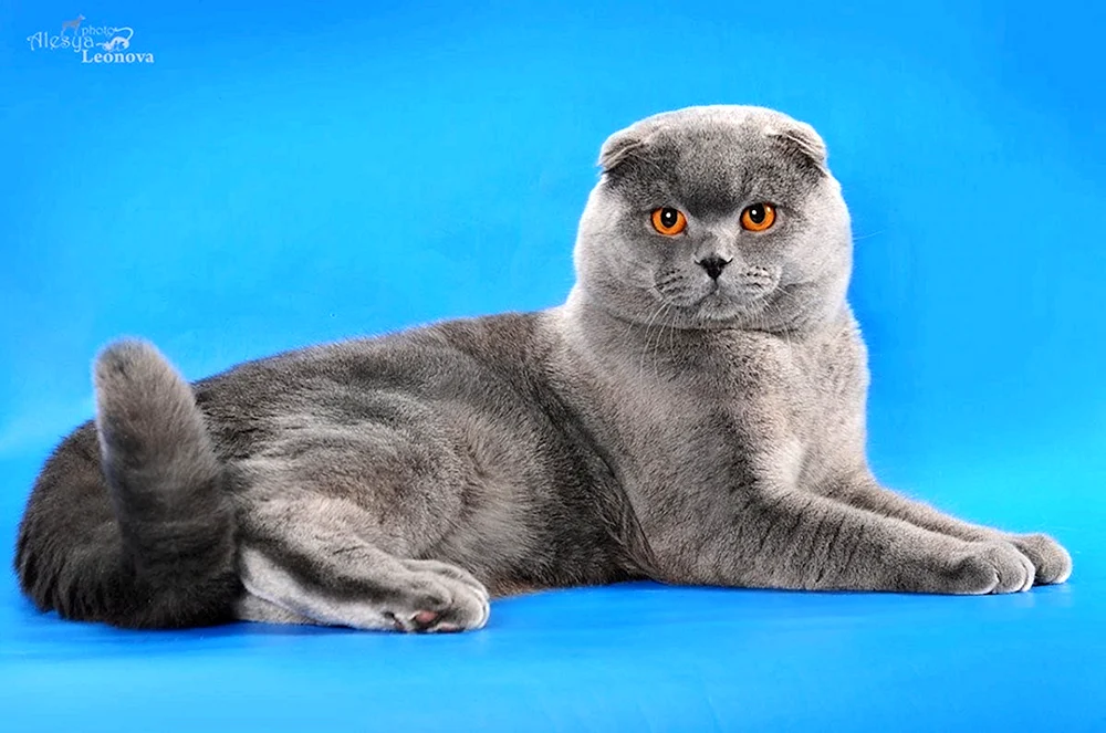 Schottische Fleckenkatze blau