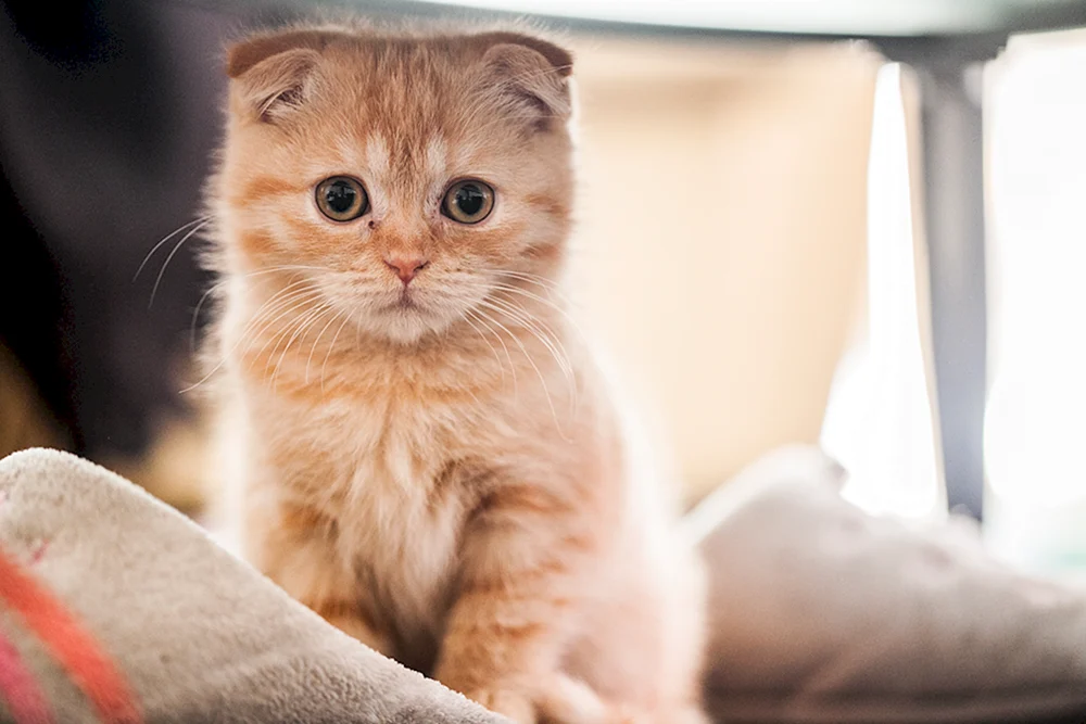 Scottish Lop cat red