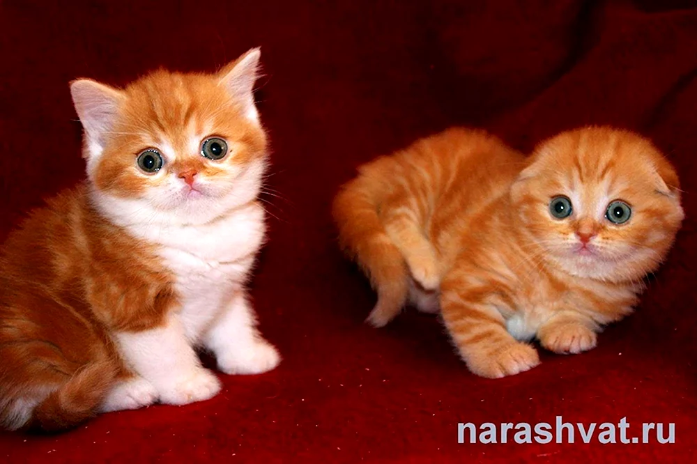 Schottische Scottish Fold-Katze rot