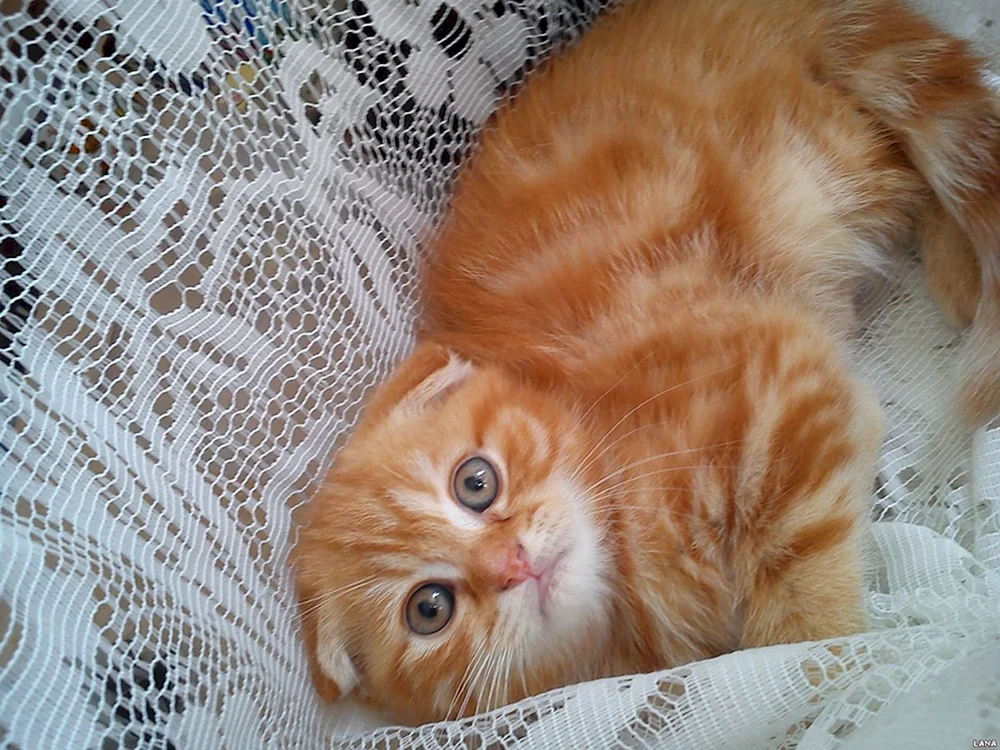 Schottische Schottische Gerade Katze rot
