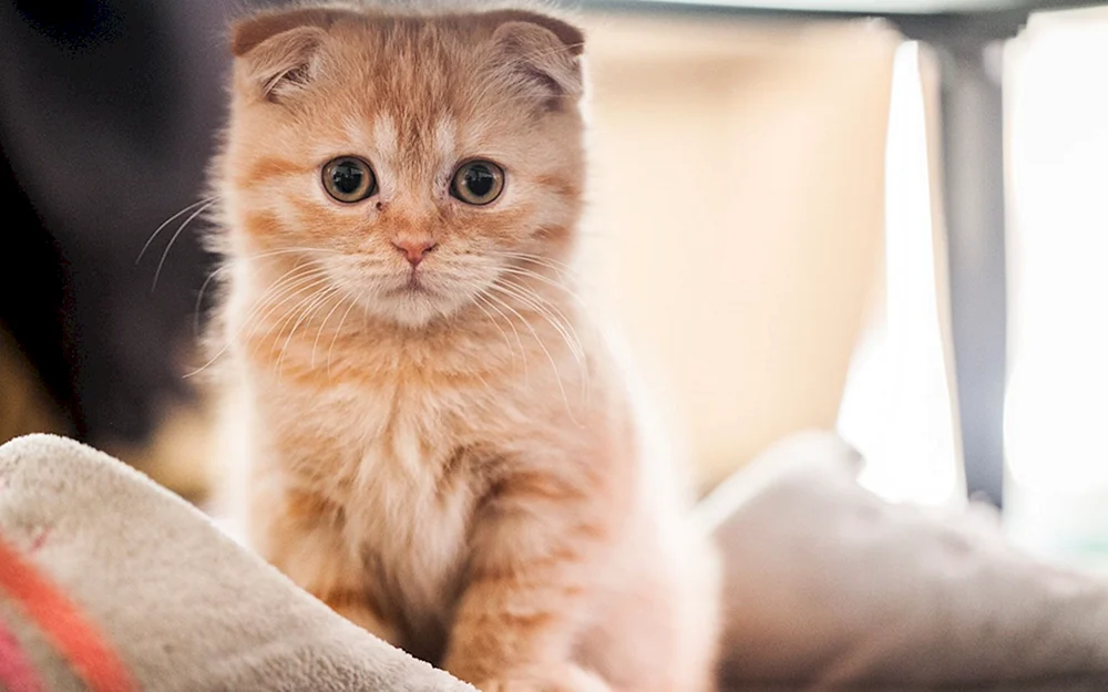 Schottische Schopfkatze rothaarig