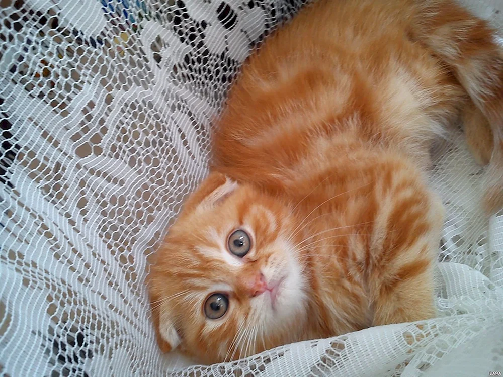Schottische Schopfkatze rothaarig Katze Ingwer