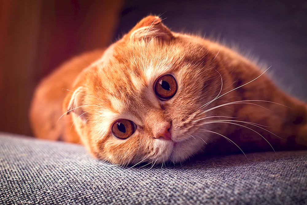 Schottische Lop-Katze rot