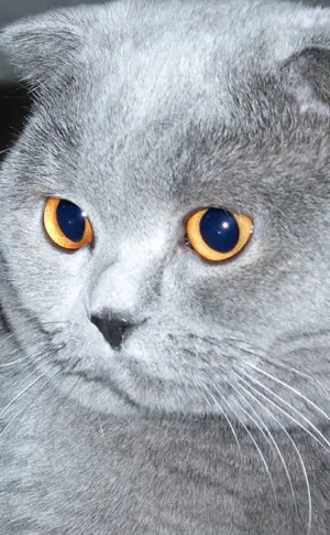 Schottische Schopfkatze grau