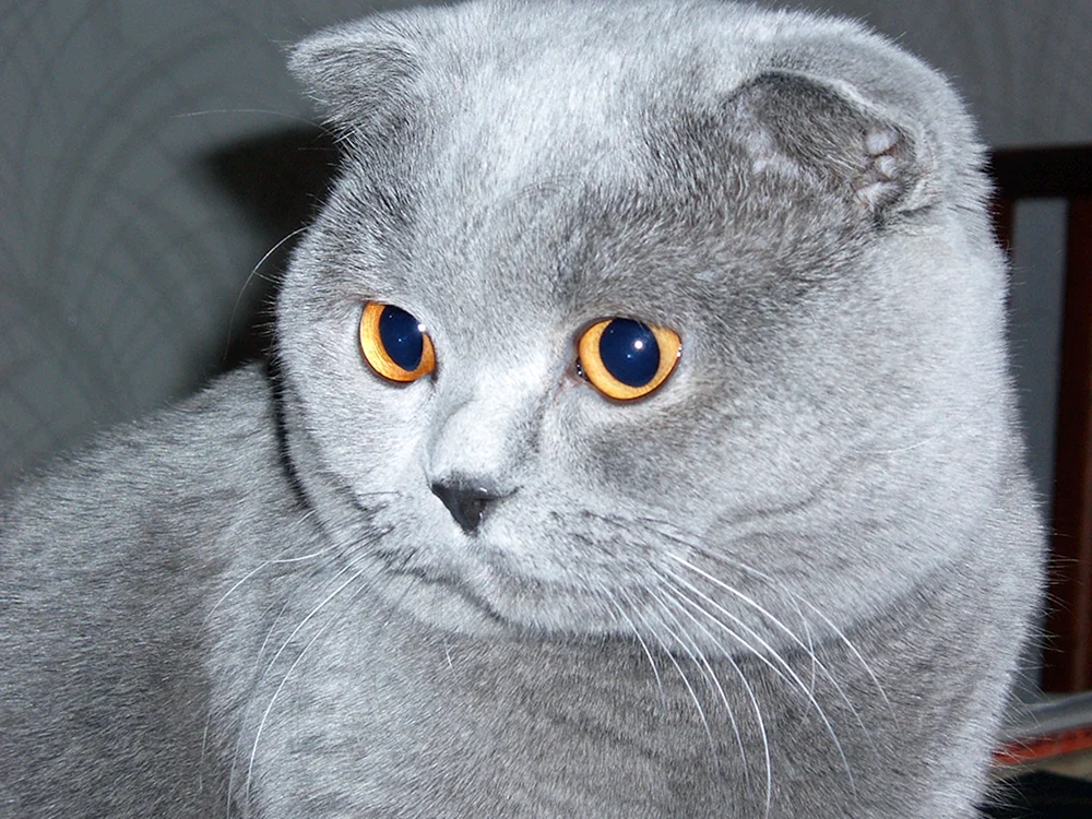 Schottische Schopfkatze grau