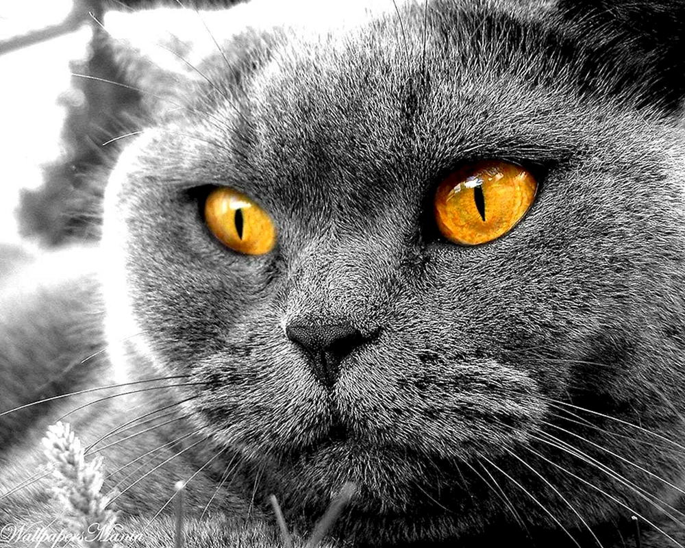Corat chartreuse Karteserkatze Katze