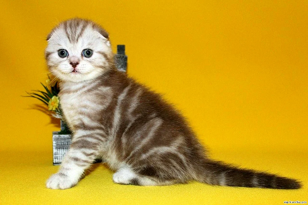 Schottisch lop gestromte Katze marmoriert