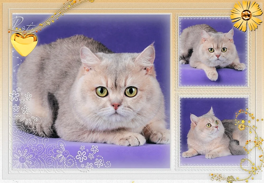 Britische Katzen