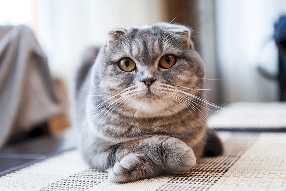 Schottische Lop-Katze grau