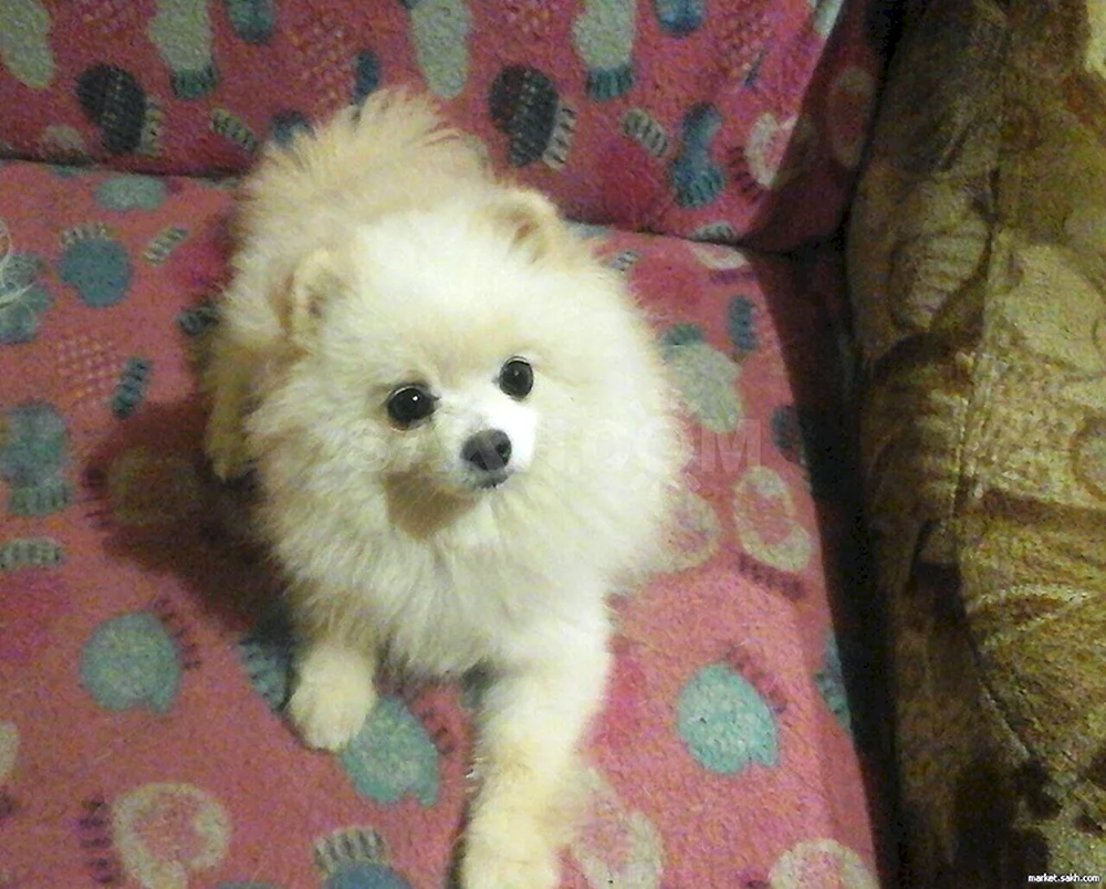Pomeranian spitz Spitz staubig