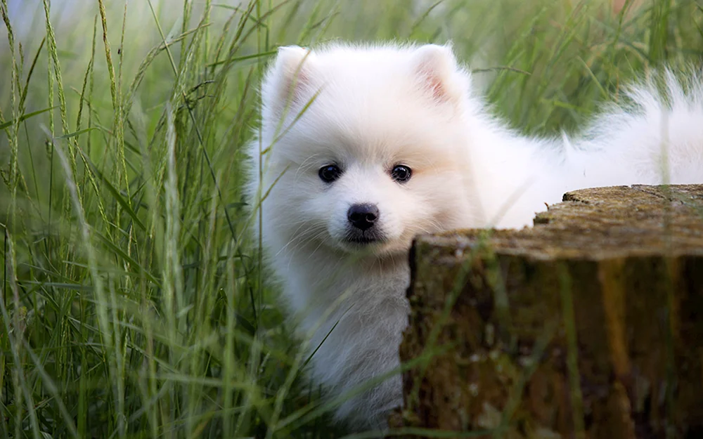 Albino Spitz