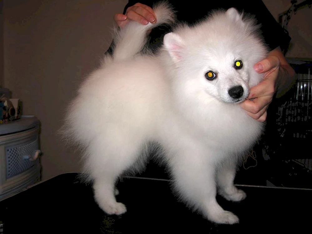 Spitz Mauser