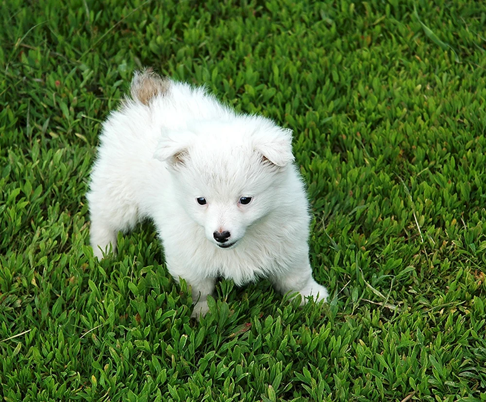 Weißer Spitz