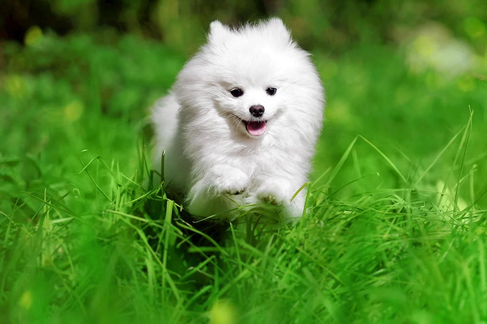 Spitz weiß