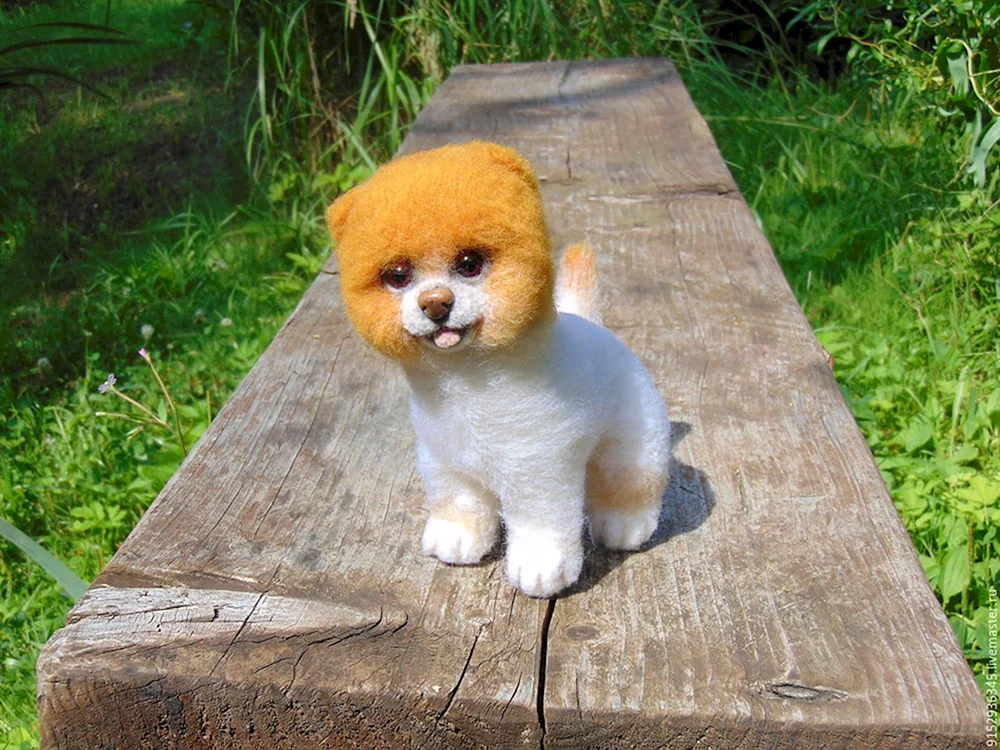 Bald Dwarf Spitz