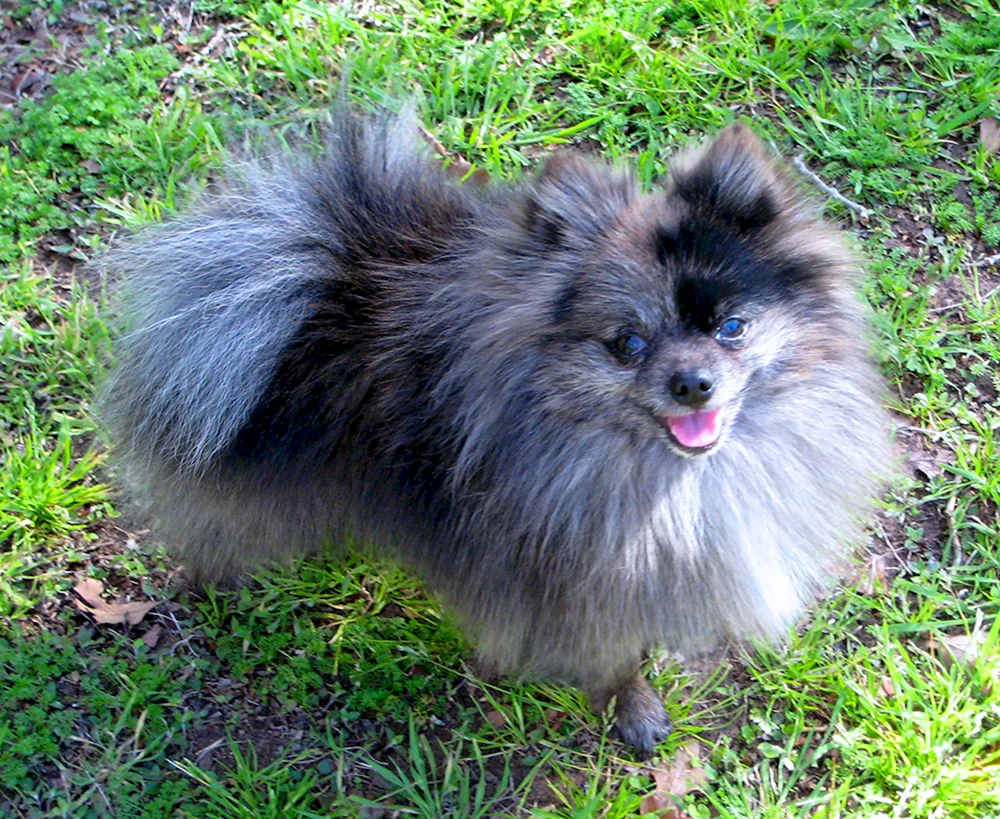 Spitz Merle