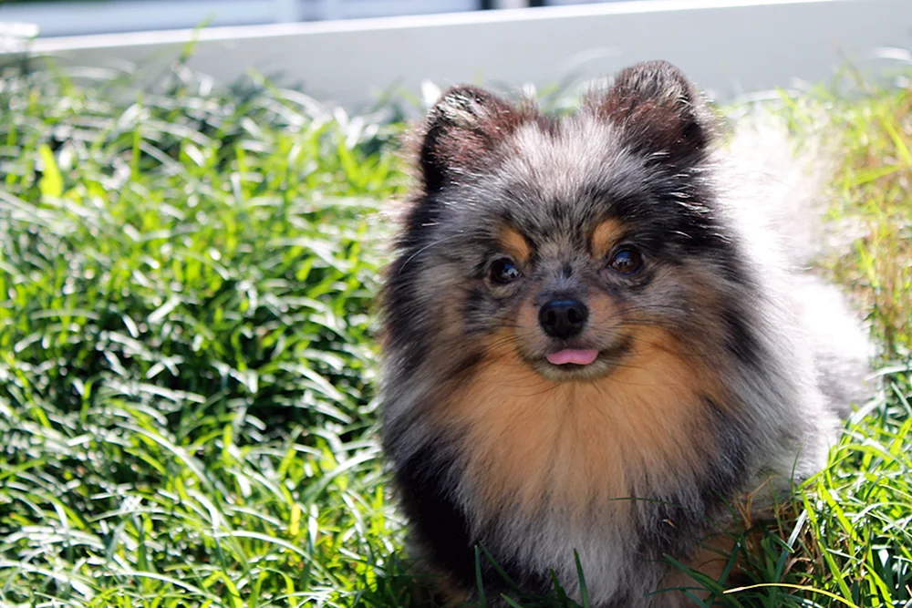 Spitz Blue Merle