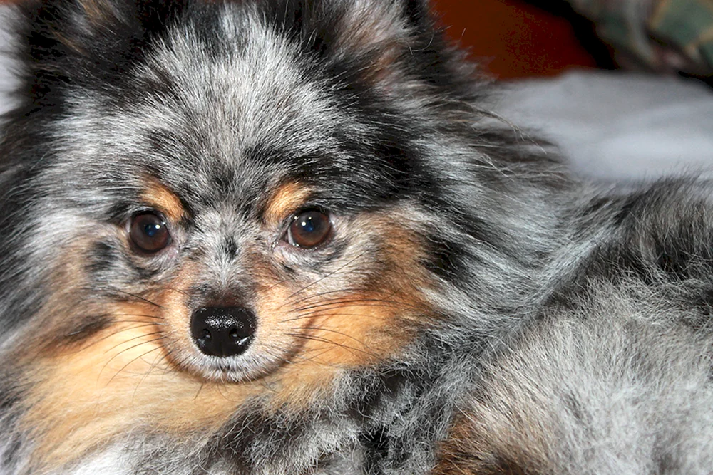 Spitz Merle